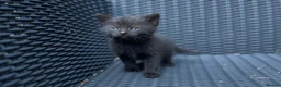 Mixed Breed cats for sale: Stunning Sheba female kitten - Advert 6