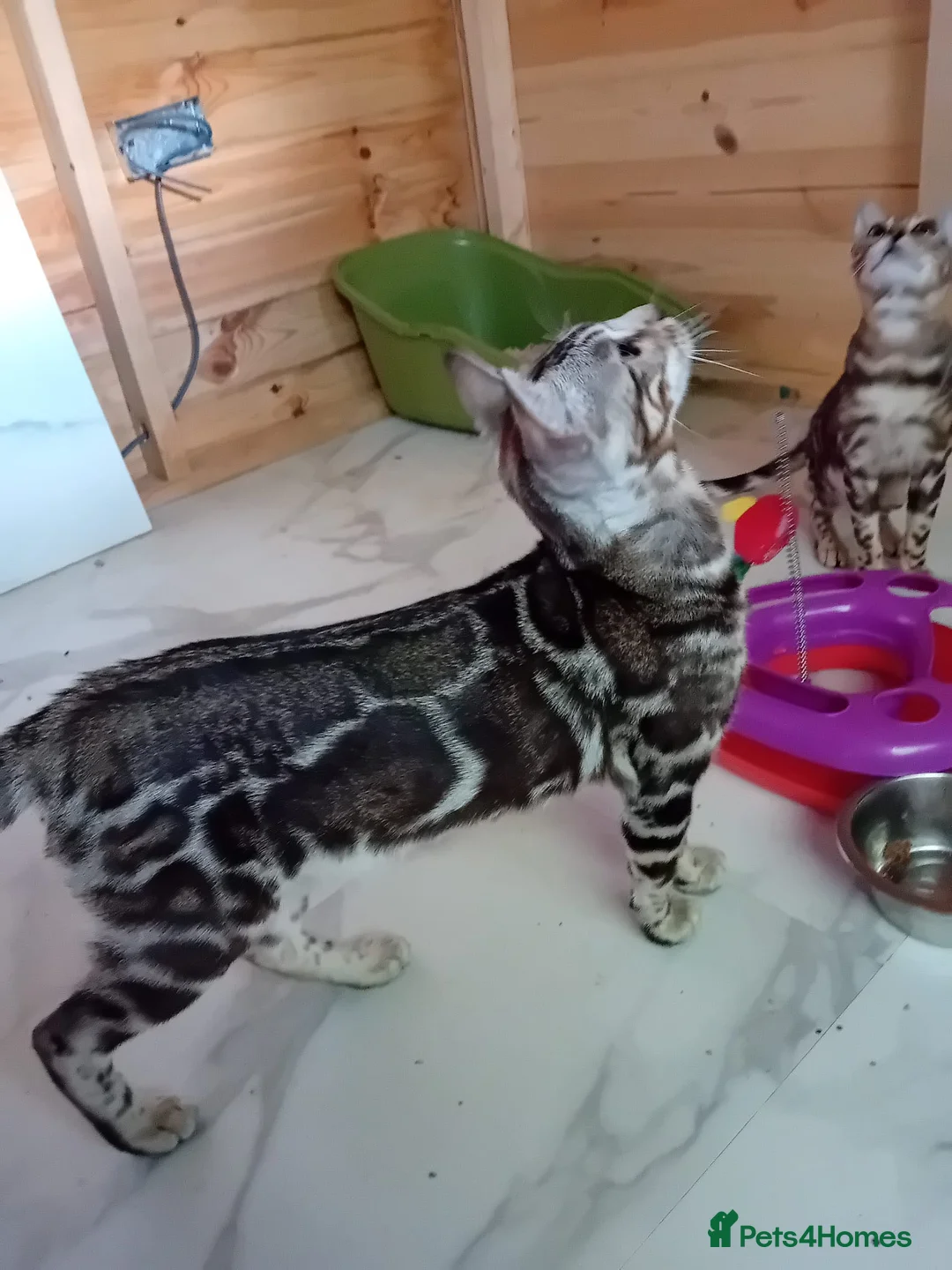 Bengal cats for stud: GANDALF Snow Mink Blue Carrier Russia Lines in Gateshead - Advert 11