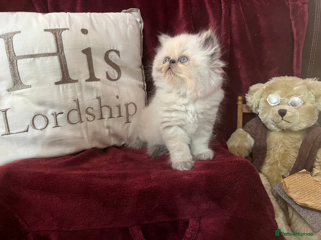 Persian cats for sale: Last kitten Ready Sat. Affectionate Persian Boy 🐾 - Image 16