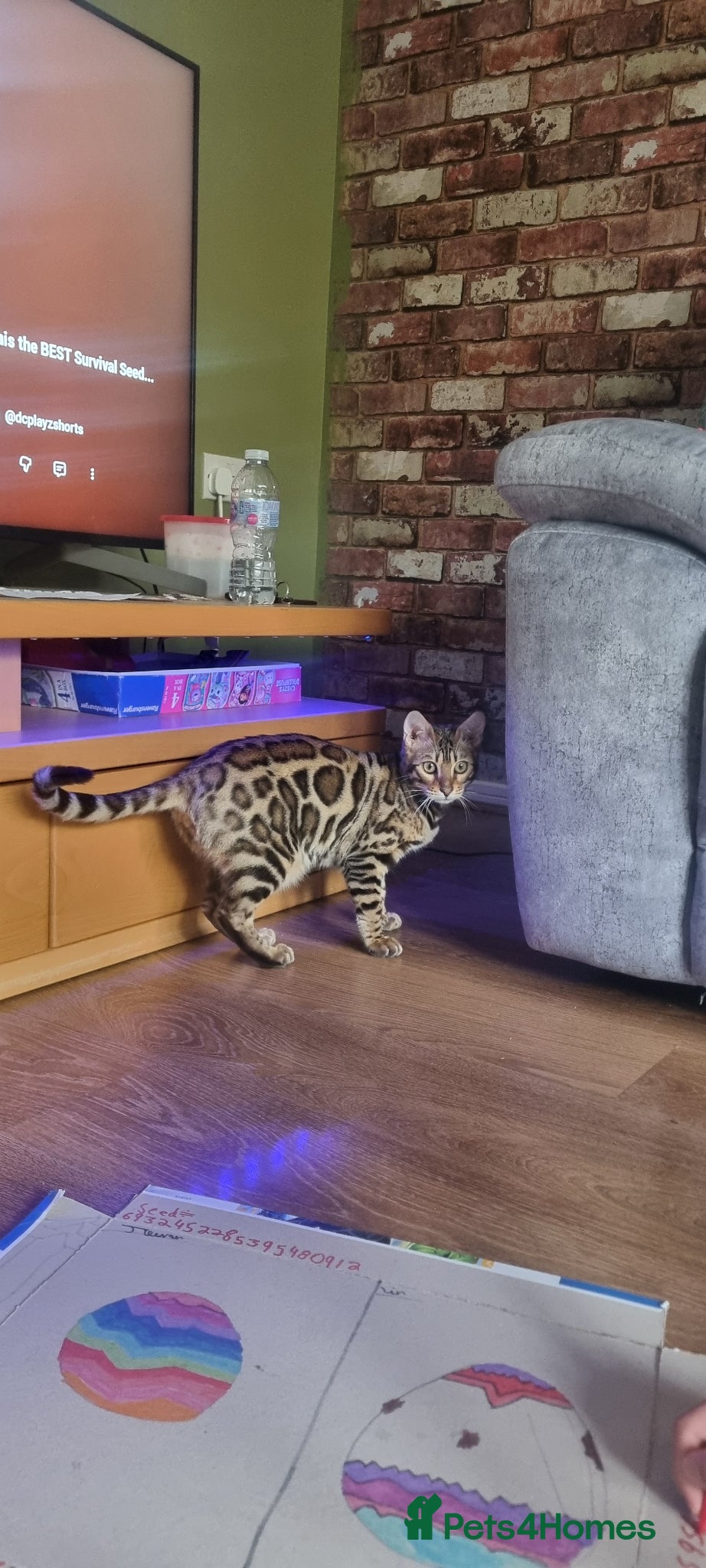 Bengal cats Stunning pedigree Bengal kitten  - Advert 6
