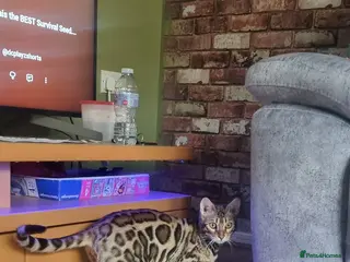 Bengal cats Stunning pedigree Bengal kitten - Advert 7