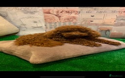 Cavapoo dogs for stud: Extensively Health Tested Deep Red Tiny Toy Poodle in Mansfield - Image 2