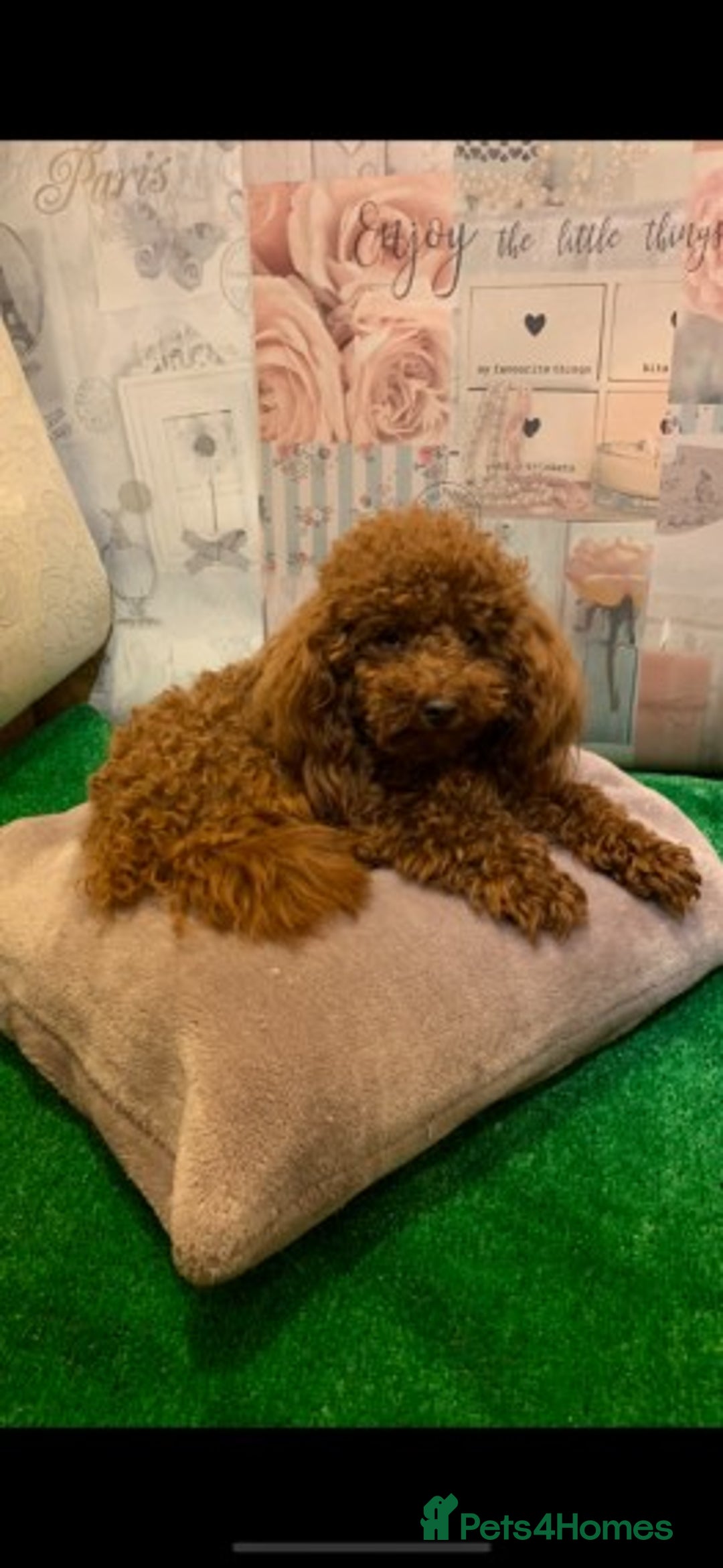 Cavapoo dogs for stud: Extensively Health Tested Deep Red Tiny Toy Poodle in Mansfield - Image 2
