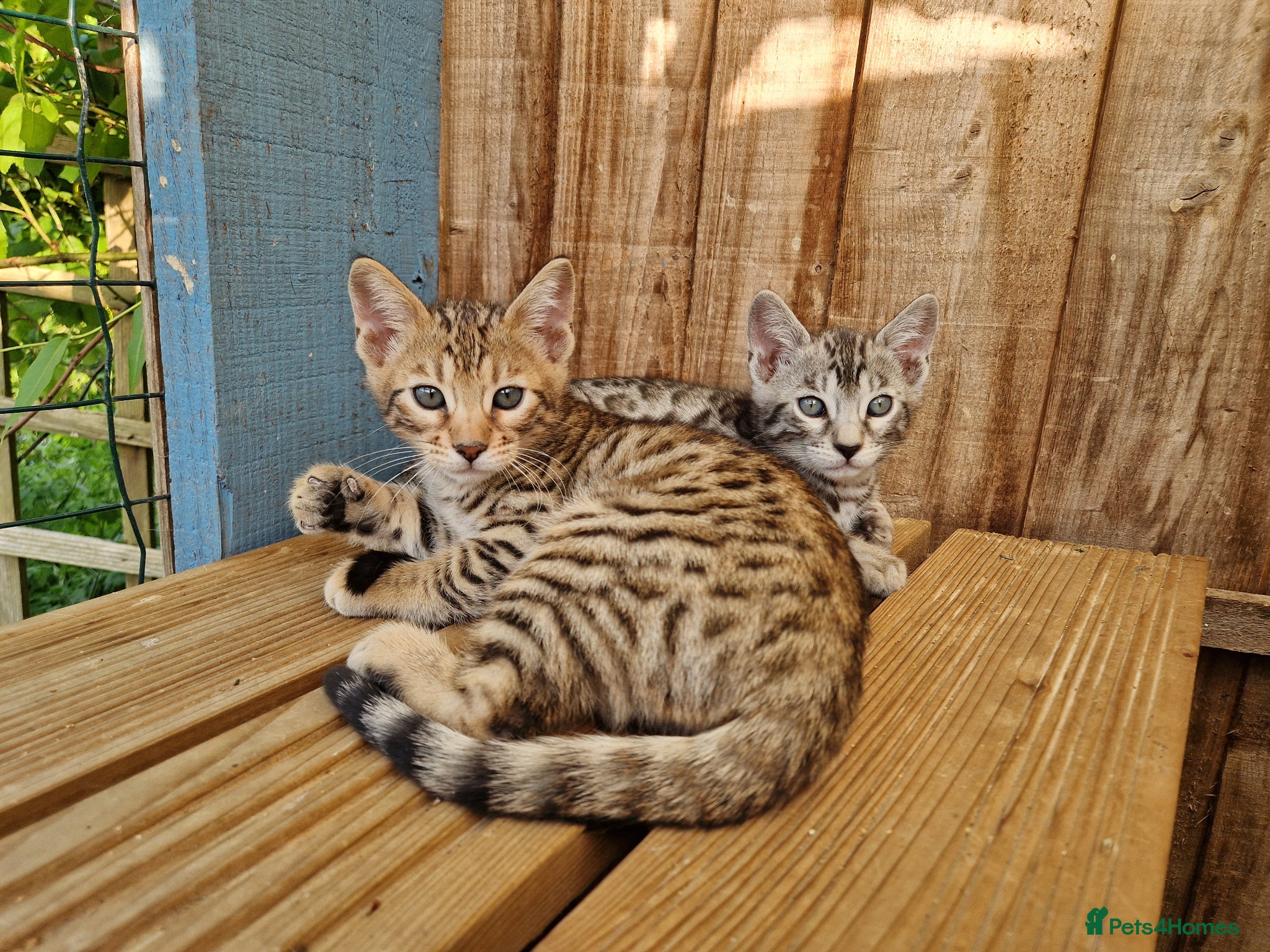 Mixed Breed cats 7/8ths Bengal, 1/8th Siamese kittens  - Advert 13