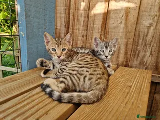 Mixed Breed cats 7/8ths Bengal, 1/8th Siamese kittens - Advert 3