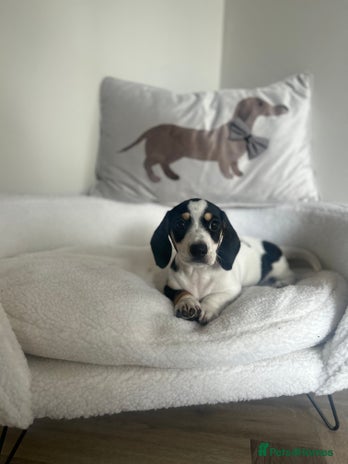 Miniature Dachshund dogs - Advert 11