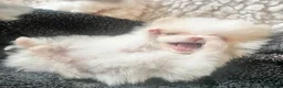 Pomeranian dogs for sale: Tiny white boy  - Advert 9