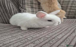 Mini Lop rabbits for sale: 3 baby mini lop rabbits for sale  - Image 4