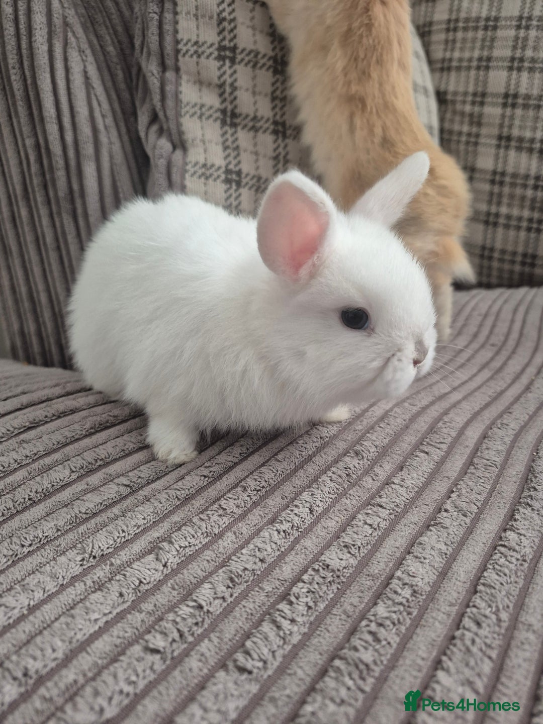 Mini Lop rabbits for sale: 3 baby mini lop rabbits for sale  - Image 4