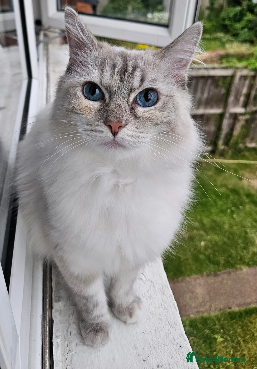 Ragdoll cats for sale: Ragdolls  - Advert 1