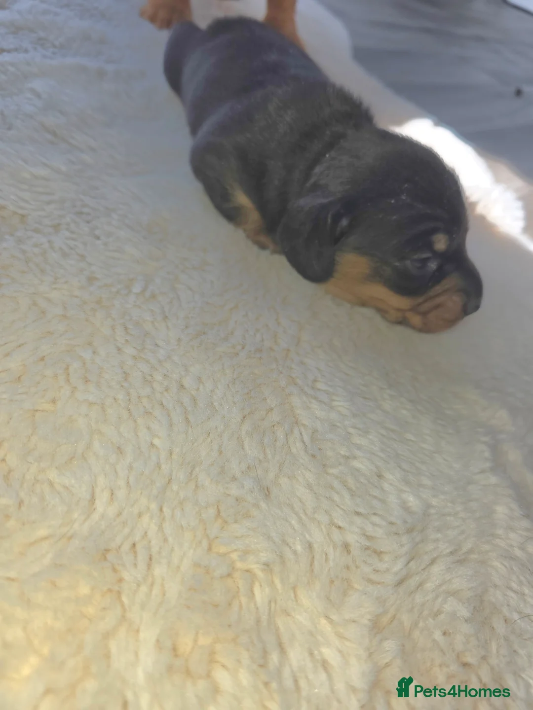 Miniature Dachshund dogs for sale: Miniature smooth dachshunds - Advert 2