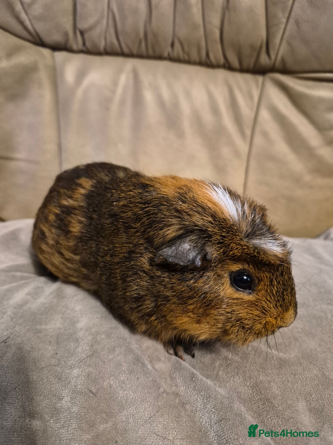 Guinea Pig rodents for sale: 2 Adorable Male Baby Guinea Pigs - Advert 6