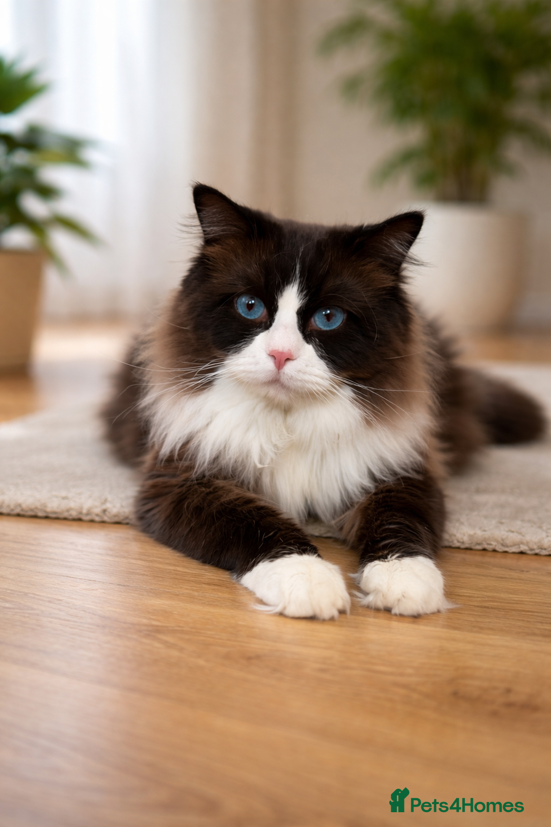 Ragdoll cats for stud: PROVEN-STUD ONLY Seal Bicolor-Mitted Max - Advert 1