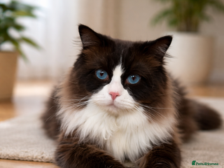 Ragdoll cats PROVEN-STUD ONLY Seal Bicolor-Mitted Max - Advert 13