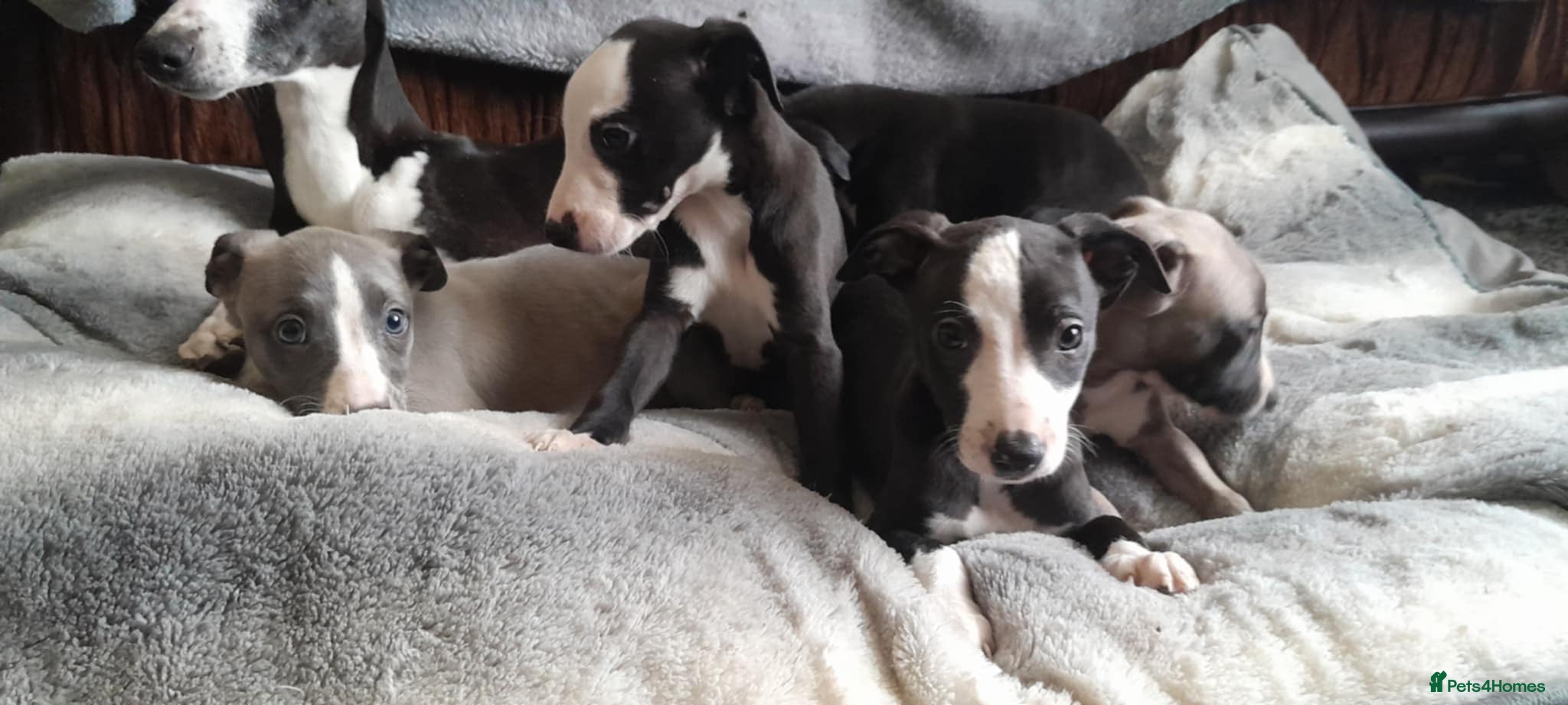 Whippet dogs Beautiful whippet puppys  - Advert 5