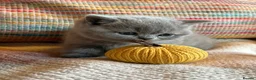 British Shorthair cats for sale: British Shorthair Girls - Advert 1