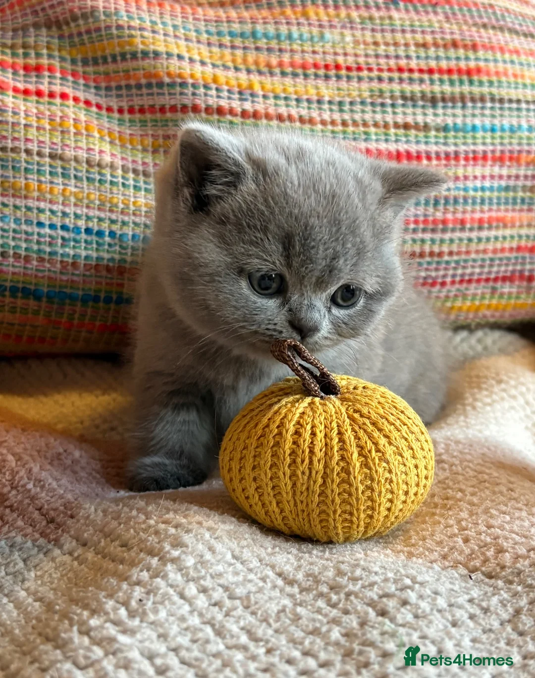 British Shorthair cats for sale: British Shorthair Girls - Advert 1