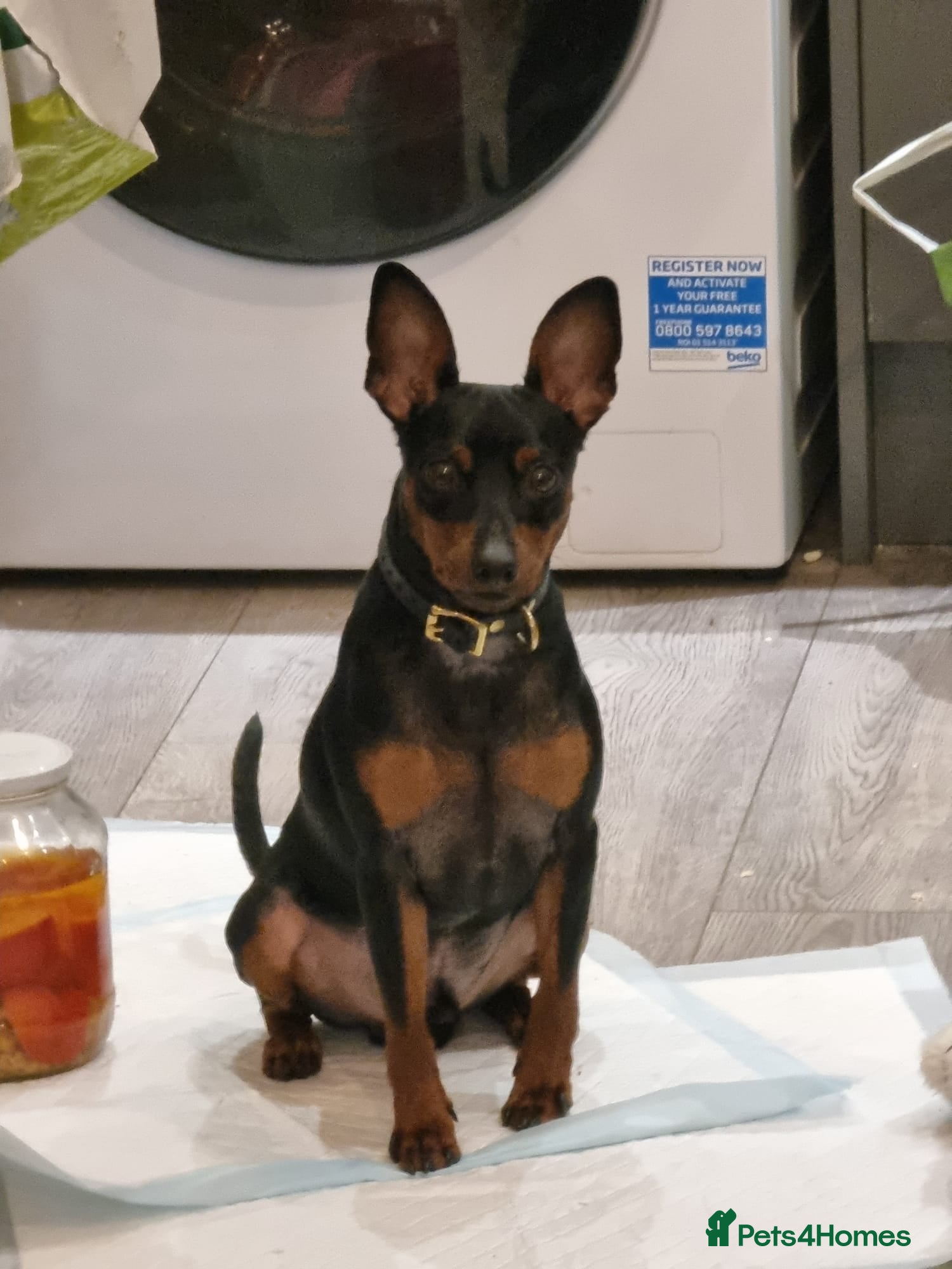 Miniature Pinscher dogs Male Miniature Pinscher – 11 Months – Show Quality - Advert 1