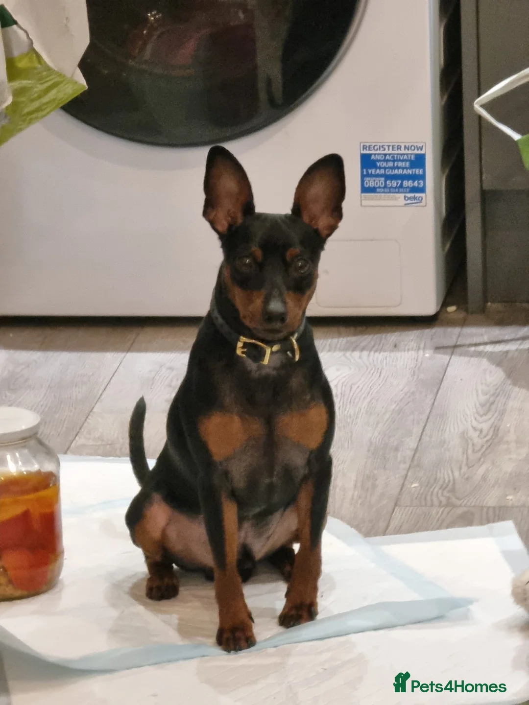 Miniature Pinscher dogs for sale: Male Miniature Pinscher – 11 Months – Show Quality - Advert 11