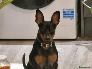 Miniature Pinscher dogs Male Miniature Pinscher – 11 Months – Show Quality - Advert 2