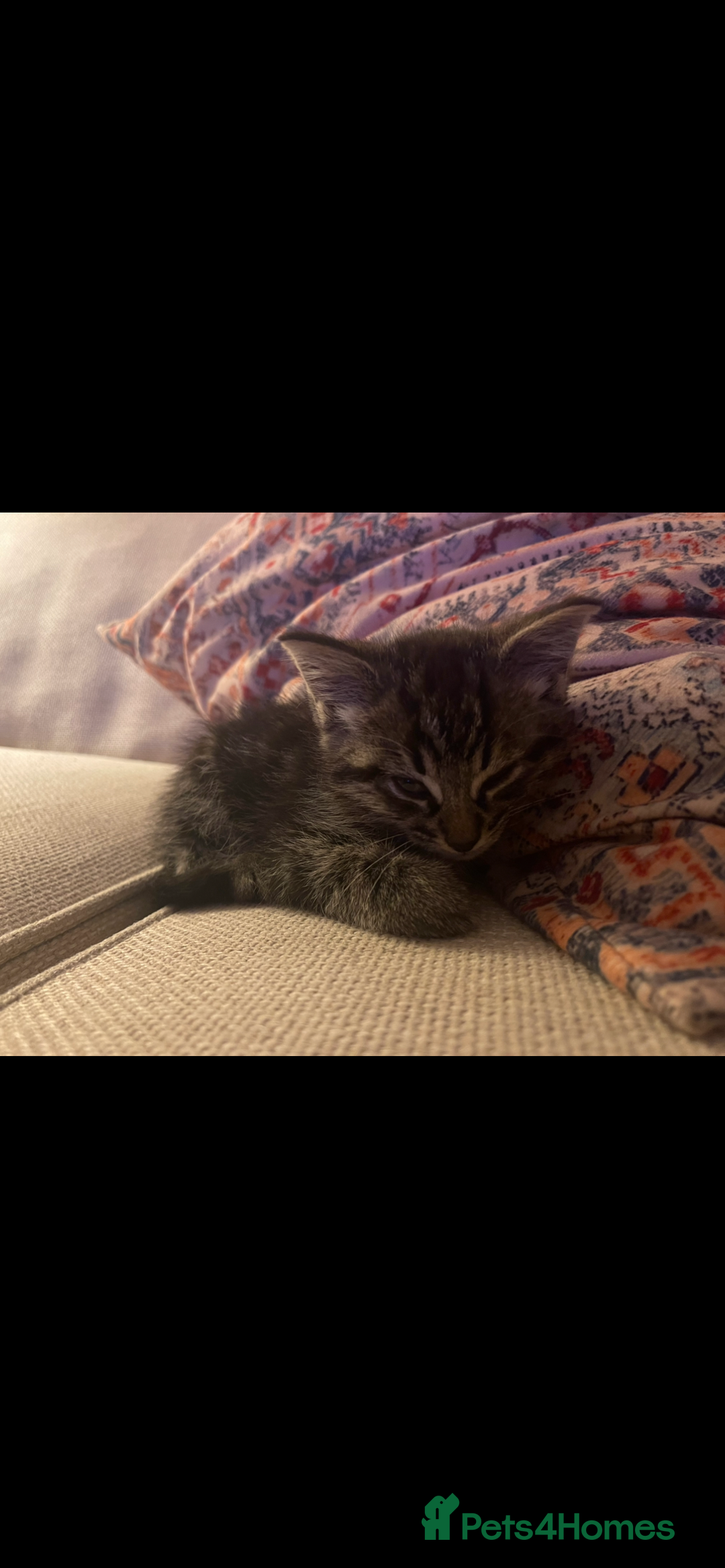 Maine Coon cats for sale: Maine Coon Male Kittens - Advert 1