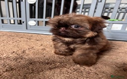 Shih Tzu dogs for sale: Stunning KC chocolate imperial Shihtzu puppies - Image 20