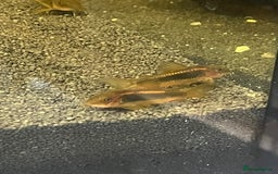 Corys fish for sale: Gold Lazer Corys. £10 - Image 2