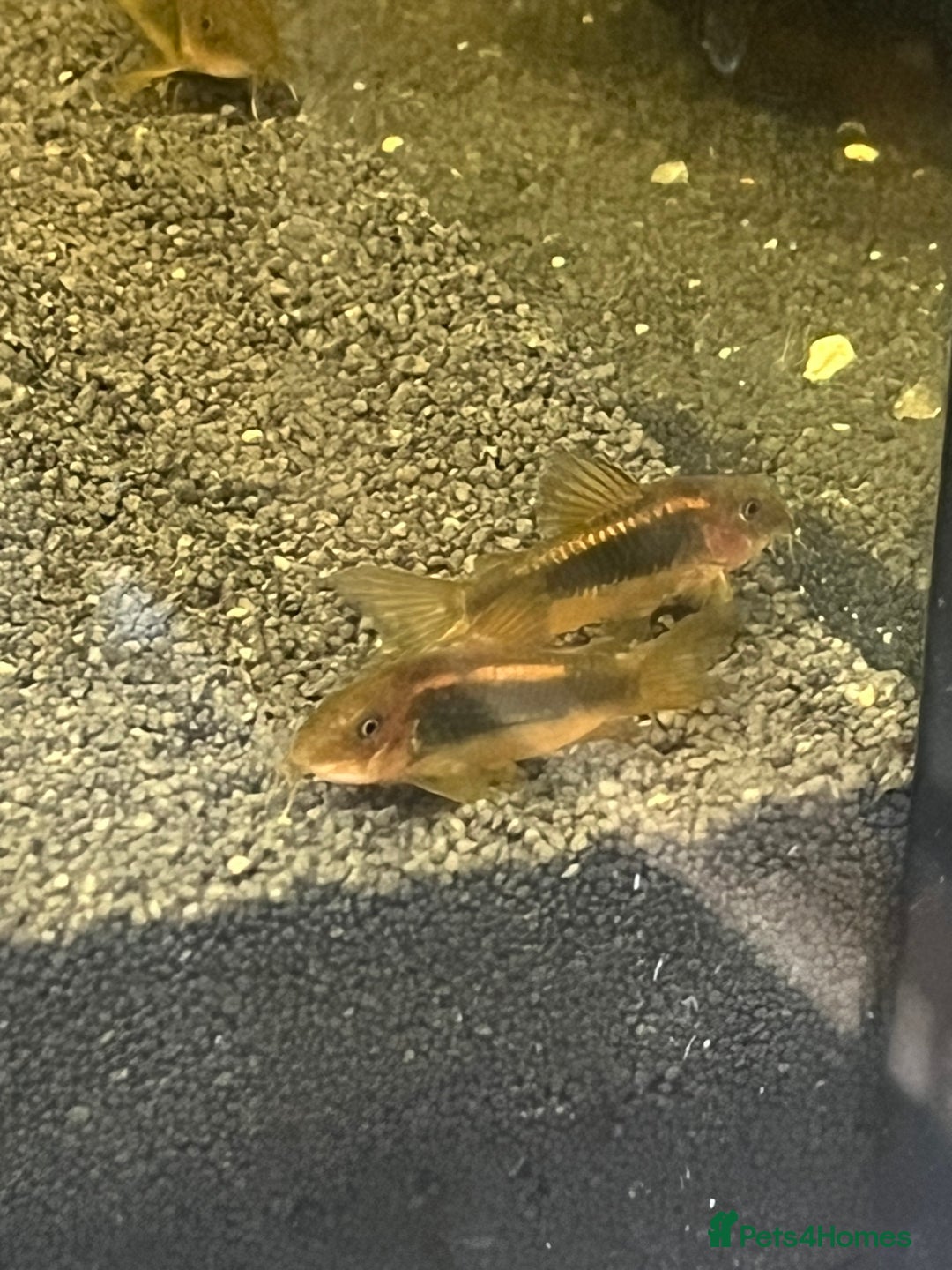 Corys fish for sale: Gold Lazer Corys. £10 - Image 2