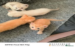 Mixed Breed cats for sale: Kittens  - Image 4