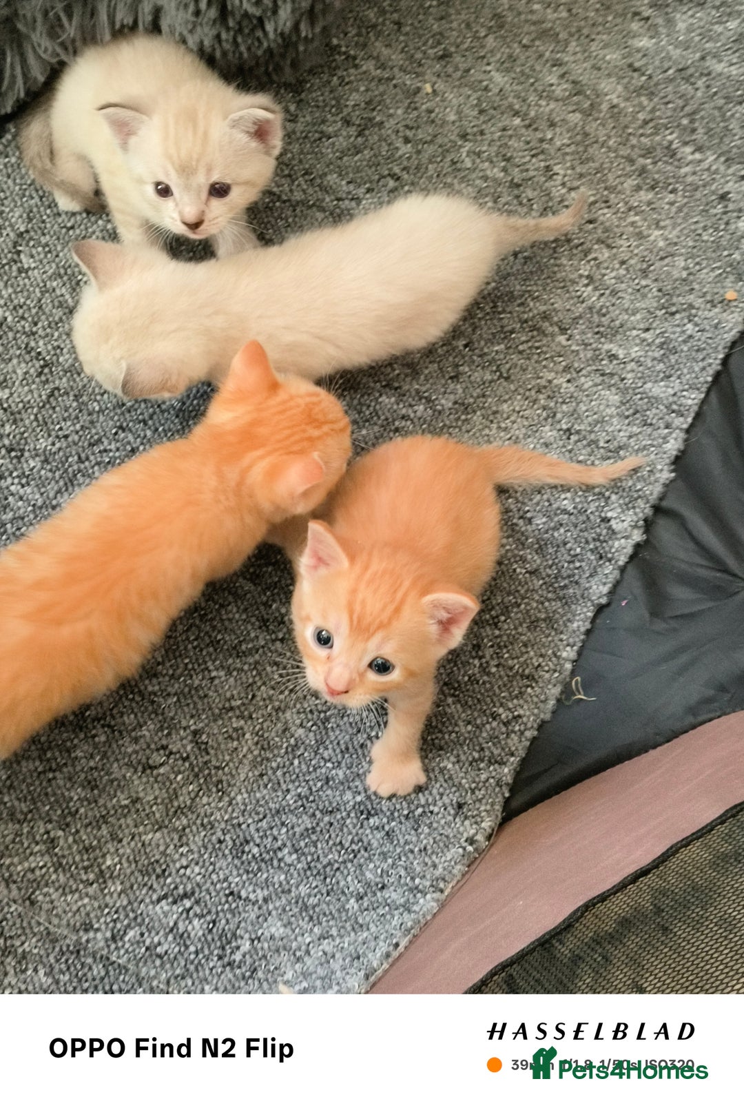 Mixed Breed cats for sale: Kittens  - Image 4