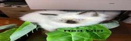 Ragdoll cats for sale: 💖Fabulous Pure Ragdoll Kittens Waiting for Love❤️ - Advert 35