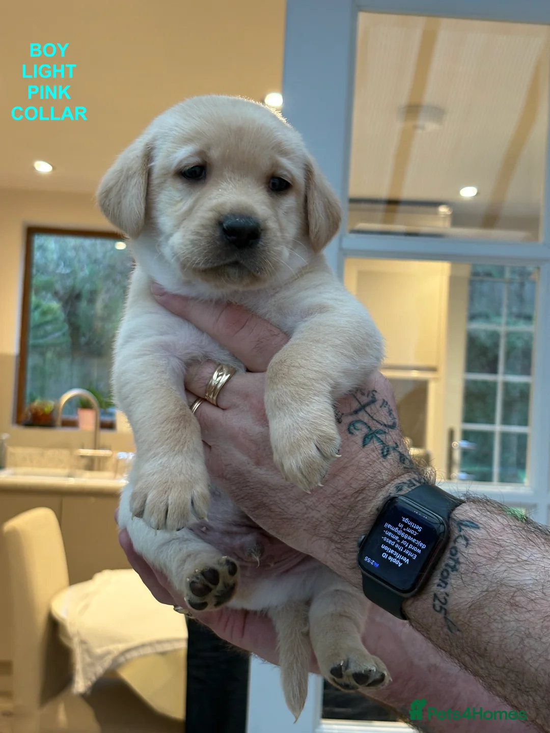 Labrador Retriever dogs for sale: Beautiful Labrador Puppies for Sale - Advert 5