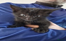 Mixed Breed cats for sale: Adorable male kitten for sale! - Image 3