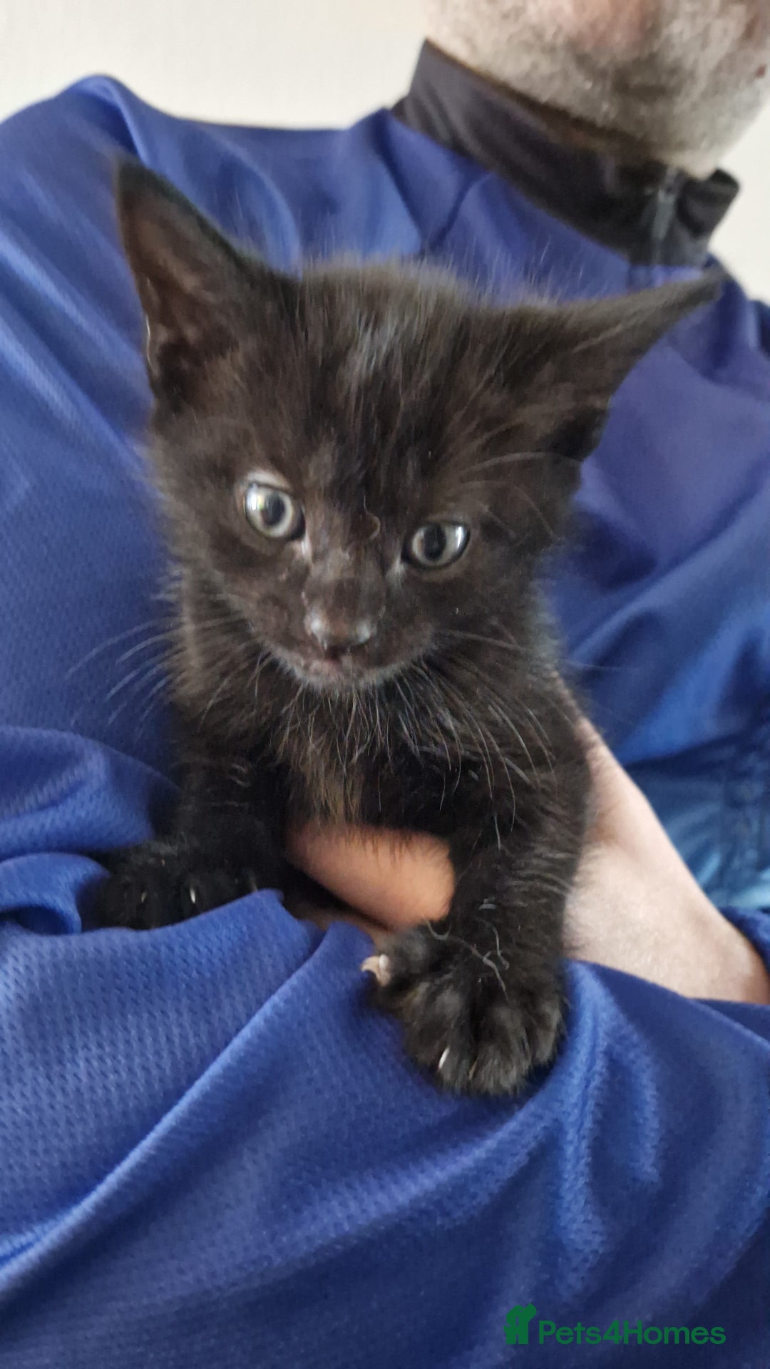 Mixed Breed cats for sale: Adorable male kitten for sale! - Image 3