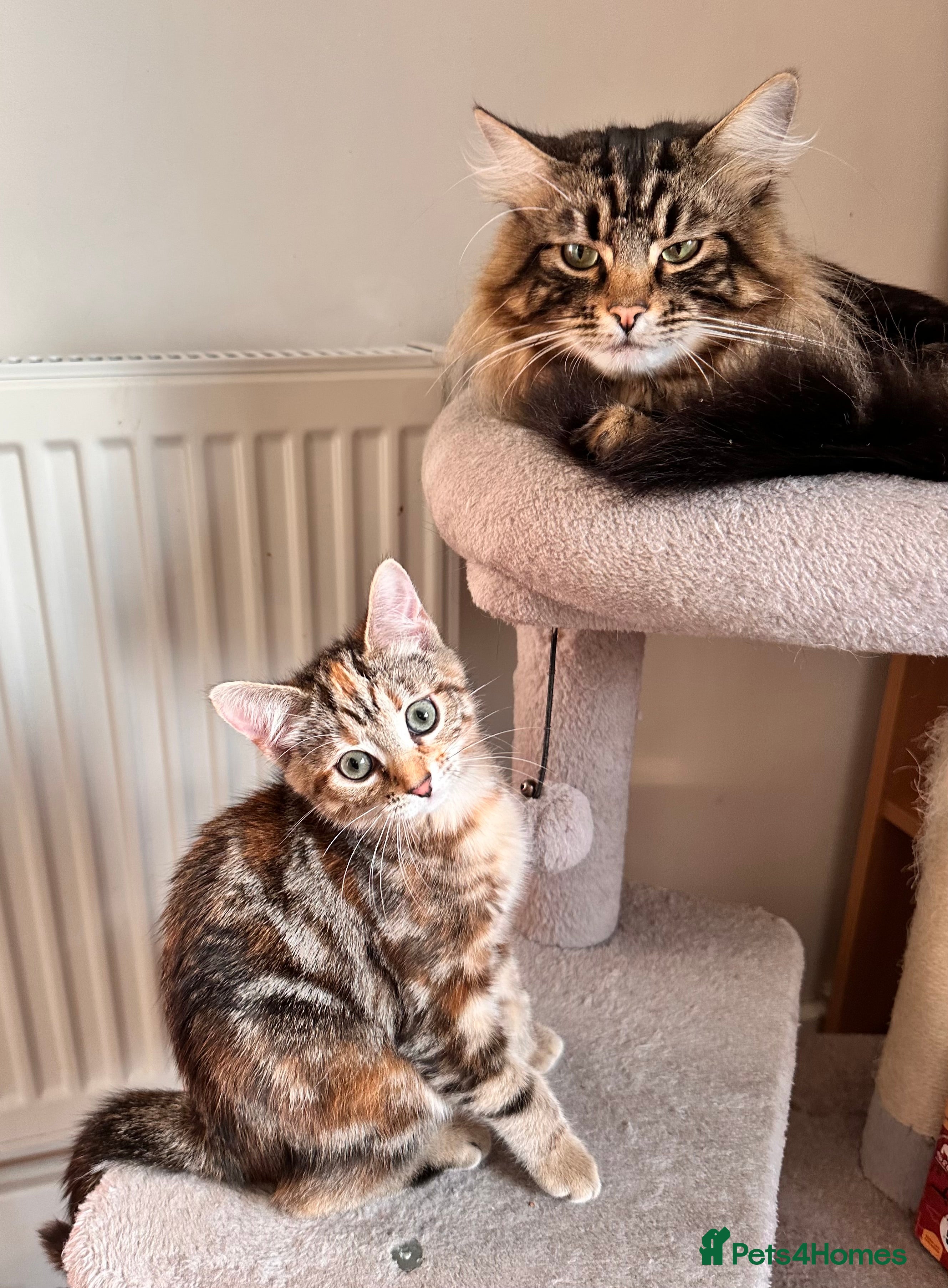 Mixed Breed cats Amiable mixed breed kittens - Advert 1