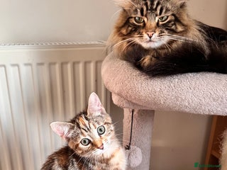 Mixed Breed cats Amiable mixed breed kittens - Advert 1