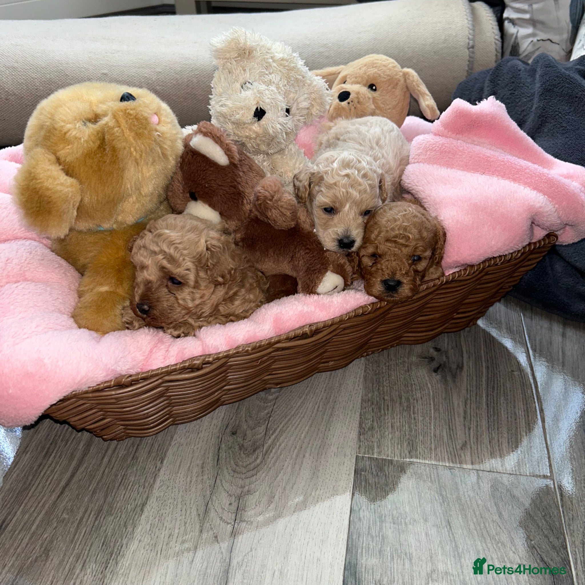 Maltipoo dogs Tiny Toy Maltipoo puppies - Advert 2