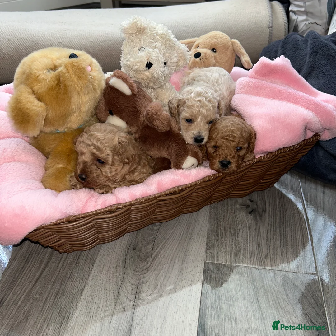 Maltipoo dogs for sale: Tiny Toy Maltipoo puppies - Advert 2