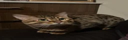 Bengal cats for sale: Bengal Male 2 Years Old – Friendly, Loving - Advert 3
