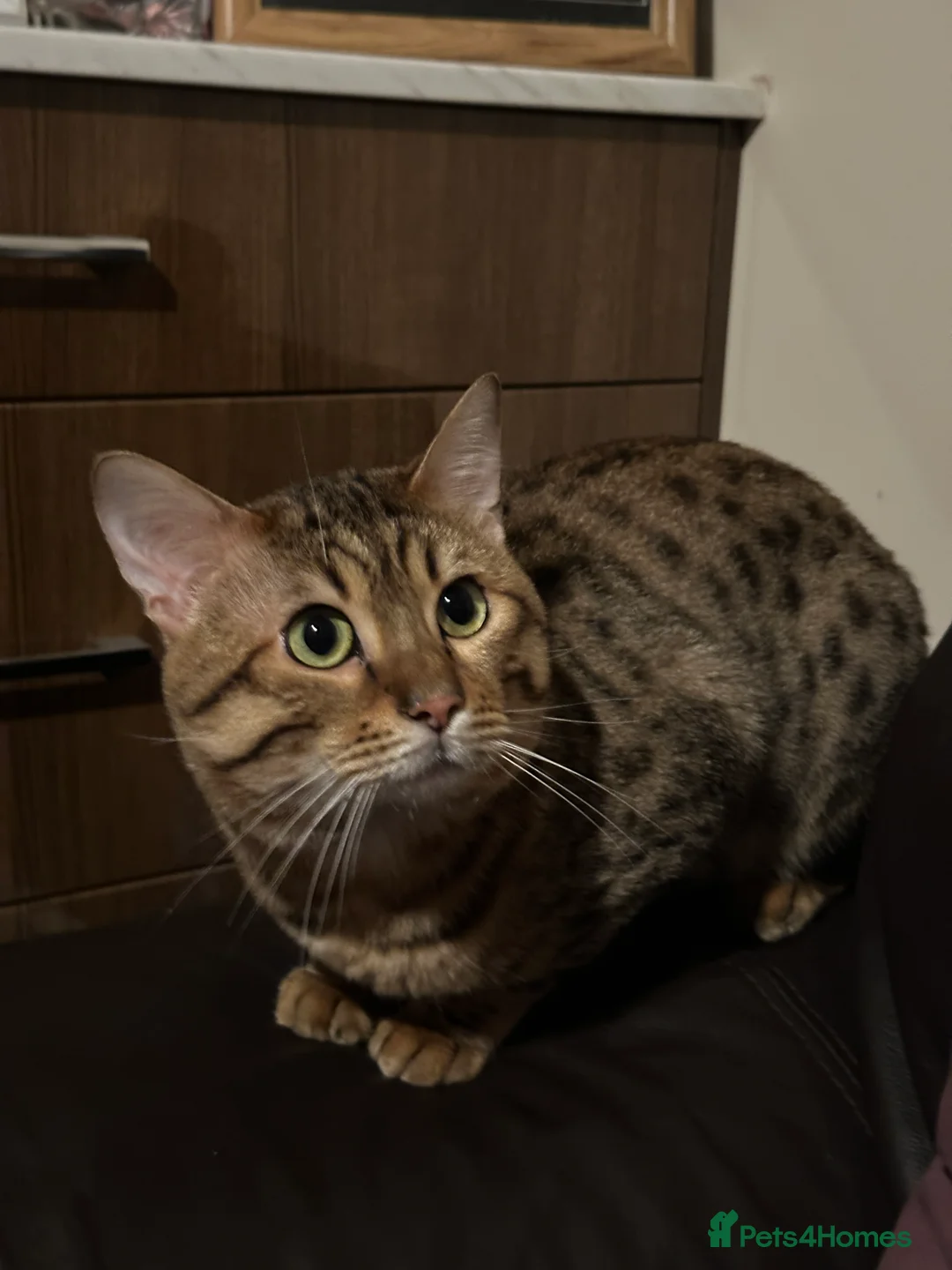 Bengal cats for sale: Bengal Male 2 Years Old – Friendly, Loving - Advert 3