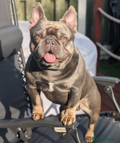 French Bulldog dogs for stud in Sheffield - Advert 5