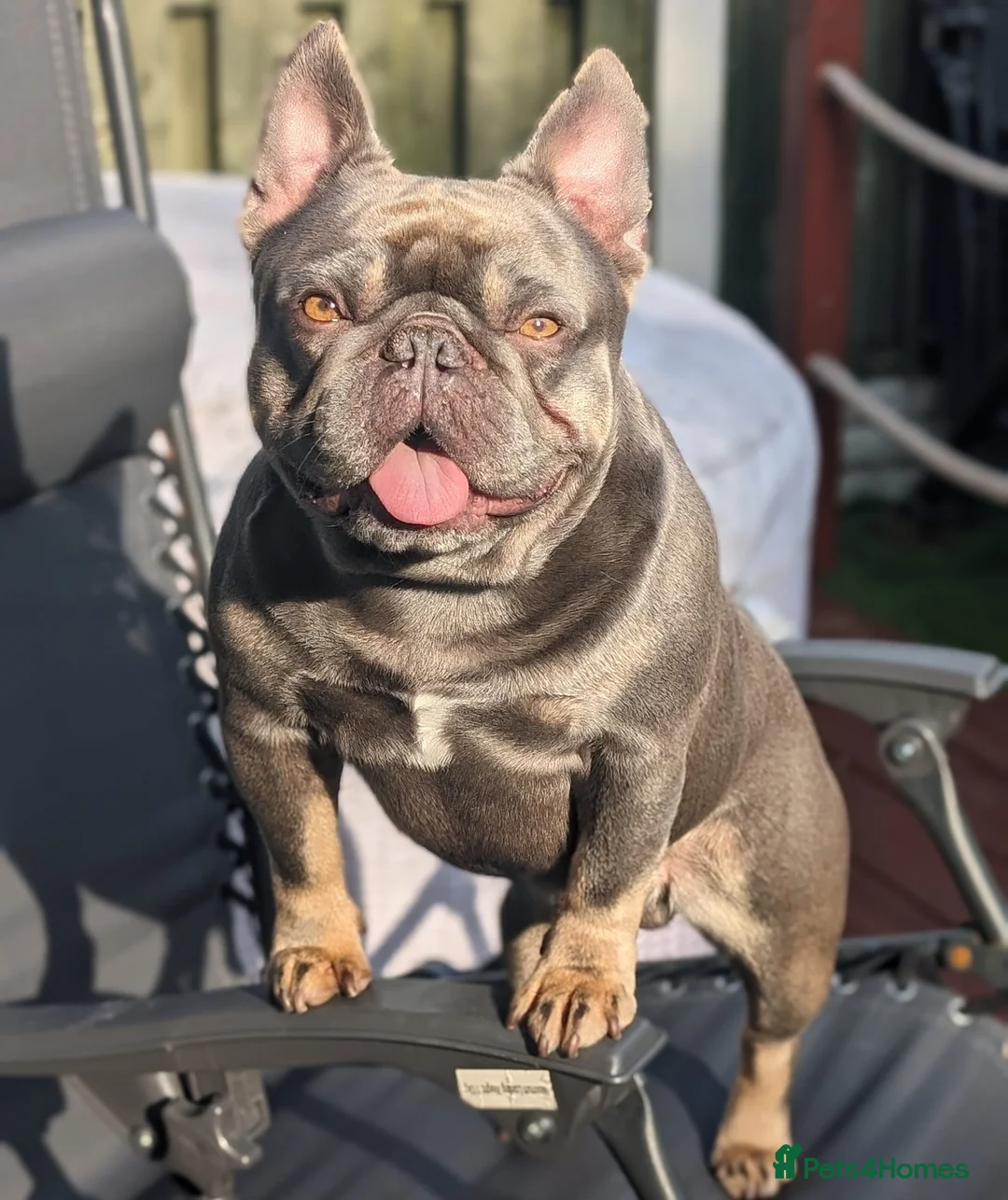 French Bulldog dogs for stud: Mayan, Rfg, bva, Silver health tested Lilac tan in Sheffield - Advert 1