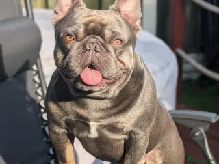 French Bulldog dogs Mayan, Rfg, bva, Silver health tested Lilac tan in Sheffield - Advert 3