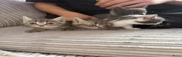 British Shorthair cats for sale: Beautiful kittens ready next week - Advert 10