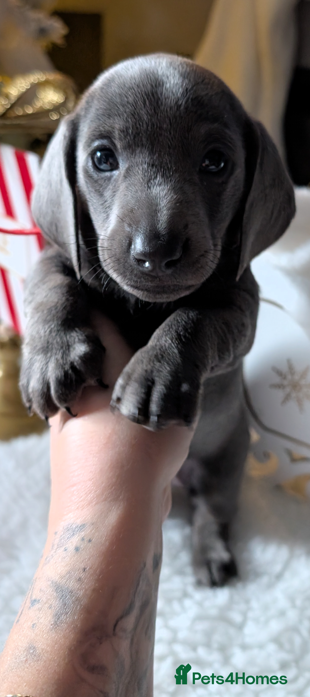 Miniature Dachshund dogs for sale: Beautiful mini dachshunds  - Advert 2