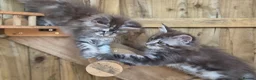 Maine Coon cats for sale: Pure Bred Maine Coon Kittens - Advert 9