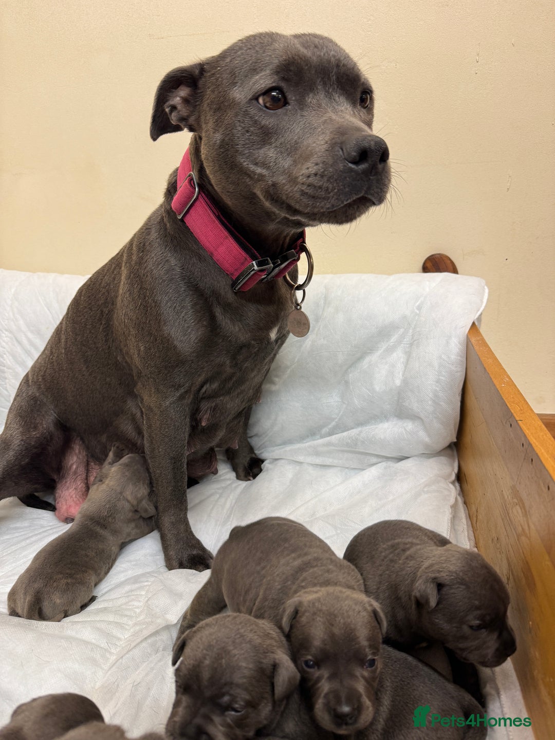 Staffordshire Bull Terrier dogs for sale: KC & DNA tested Staffordshire Bull Terrier Puppies - Advert 2