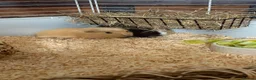 Guinea Pig rodents for sale: 6 guinea pigs  - Advert 2
