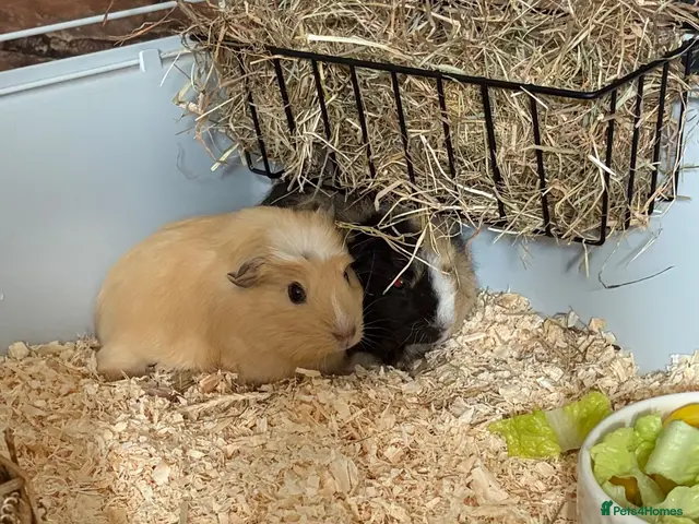 Guinea Pig rodents guinea pigs - Advert 2