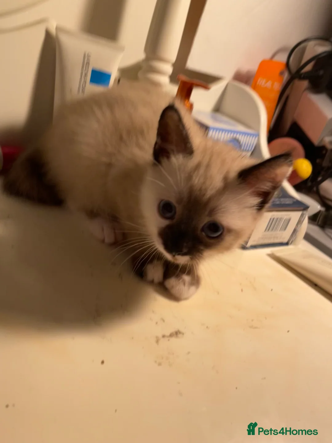 Mixed Breed cats for sale: Colourful kittens looking for home 🩷 - Advert 11